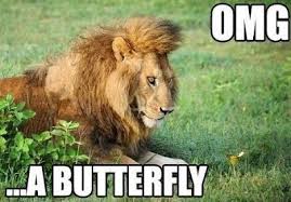 25 Lion Memes That Will Make You Feel Like A King Lion Memes Funny Lion Animals