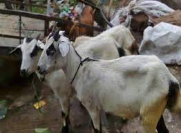 Afghanistan bahrain bangladesh china ghana hong kong india indonesia iran kenya kuwait malaysia nepal nigeria oman pakistan philippines qatar saudi arabia singapore sri lanka taiwan tanzania uae uganda. Order Qurbani 2020 Online Sheep Goat Cow Or Camel Islam Freedom Services