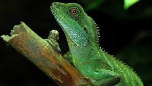 We did not find results for: Chinese Water Dragon Lizard Size Habitat And Gender Pet Care Advisors
