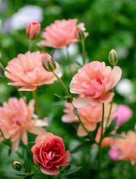 Image result for Ranunculus stagnalis