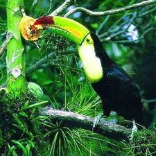 Hungry Tucan Rainforest Animals Forest Animals African Rainforest