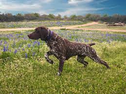We will send a small amount of food home with. Katy German Shorthaired Pointer