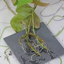Image result for Pereskia aculeata