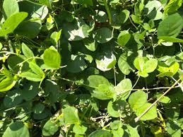 Image result for Teramnus repens