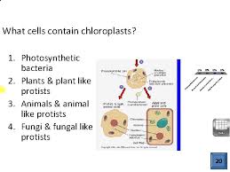 Plant cells contain chloroplasts and mitochondria. Cell Structure And Function Eukaryotic Cell Structure What