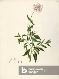 Image result for Valerianaceae