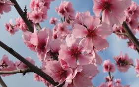 Then, when summer rolls around, you get a mass of rich green foliage that lends unmatched dimension to your landscape. Almond Trees Lovetoknow