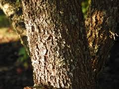 Image result for Searsia grossireticulata