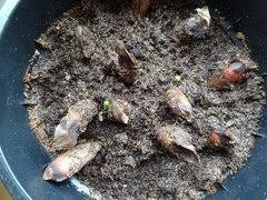 We did not find results for: Monkey Puzzle Tree Seeds