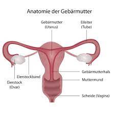 Außerdem ist sie ein teil des geburtskanals. Die Vagina Anatomie Funktionen Und Haufige Erkrankungen