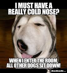 Dog Joke I Must Have A Really Cold Nose When I Enter The Room All Other Dogs Sit Down Funny Dog Jokes Dog Jokes Dog Puns