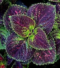 Image result for Plectranthus chimanimanensis