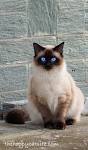 Top 200 Best Siamese Cat Names in [2020] - Find the ...