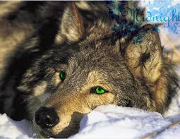 Maybe you would like to learn more about one of these? Pin By Ryan The On Wolves Wolf Dog Wolf Eyes Beautiful Wolves