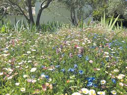 Pacific Horticulture