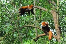 Http Www Wildlifeextra Com Resources Listimg World Asia Red Panda 3 Large Jpg Red Panda Panda Habitat Panda Facts