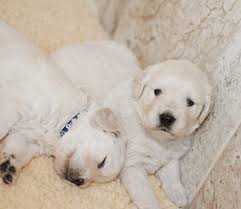Spangold retriever breed information and pictures. Now Taking Applications For English Cream Golden Retriever Puppies