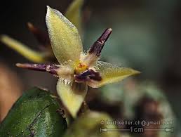 Image result for Bulbophyllum fuscum