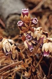 Image result for Mitrasacmopsis