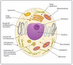 Eukaryotic organelles (animal cell and plant cell): Biology Form One Topic 3 Cell Structure And Organization Msomi Bora