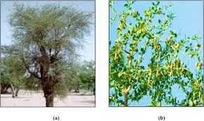 Image result for Balanites pedicellaris