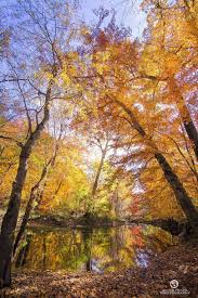 Autumn In Michigan At Warren Woods State Park State Parks Abstract Artwork Michigan