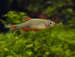 Danio Margaritatus 4 Aquarium Fish Betta Aquarium Beautiful Fish