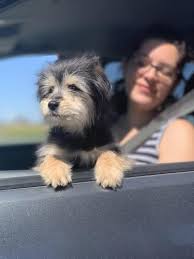 Maybe you would like to learn more about one of these? Pawpantry Free Pet Food Sacramento Spca