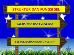 Sel tumbuhan dan sel haiwan menjalankan fungsi kehidupan seperti perkumuhan, pembiakan dan respirasi. Ppt Struktur Dan Fungsi Sel Powerpoint Presentation Free Download Id 3810917