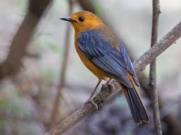 Image result for Cola natalensis