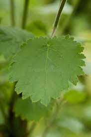 Image result for Tetradenia bainesii