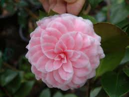 Pin On Camelia