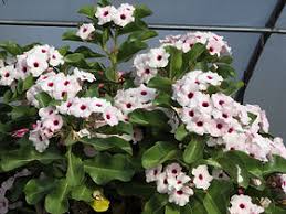Image result for Adenium boehmianum