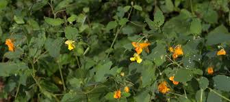 Commonly known as sourgrass or bermuda buttercup, it flowers from november to april, and in the last few months oxalis has come out in full force in the bay area, encouraged by december and february rains. Odd Orange Or Yellow Flowers By The Roadside