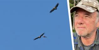 Ahaus: Robert Mensing entdeckt seltene Gänsegeier am Himmel