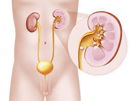 The inner (internal) organs of a human body the viscera. 4 Serious Causes Of Referred Back Pain