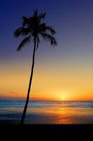 Loungers and umbrellas line the pool. Leaning Sun Palm Beautiful Sunset Scenery Photo