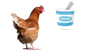 Black beans, kidney beans, pinto beans… any type of dry or raw bean is poisonous to chickens. Can Chickens Eat Yogurt Is It Toxic For Them Henraising Com