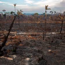 ⚠️ read our coronavirus live blog for the. Amazon Rainforest Fire The Worst Case Scenario Is Uncomfortably Near Vox