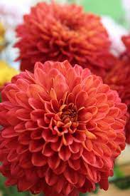 Red Chrysanthemums Red Chrysanthemums Chrysanthemum Flower Flower Bouquet Wedding