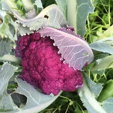 What crops are easy to grow? Growing Cauliflower Plants Avoiding Common Problems Family Food Garden Cauliflower Plant Growing Cauliflower Food Garden
