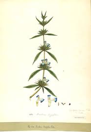 Image result for Hygrophila schulli