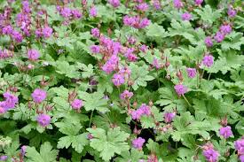 These beautiful compact shade plants can be used as perennial ground cover which will add interest to your garden while helping to keep the weeds down. Shade Ground Cover Perennials That Will Keep The Weeds Down Gardening From House To Home