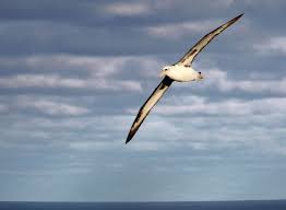 Birds Of Southern Illinois Impossible Journeys Of The Laysan Albatross Albatross Journey Clouds