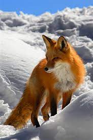 Customize and personalise your desktop, mobile phone and tablet with these free wallpapers! 29 Animal Wallpaper For Phone On Wallpapersafari