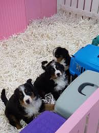 Bernese Dag Coban Kopegi Yavrulari Bernese Dag Coban Kopegi Yavrulari Kopek Kopekseverler Kopeksahiplendirme Ko Bernese Mountain Dog Dogs Cute Animals