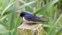 On the street of u.s. Barn Swallow Wikipedia