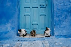 Lovepik provides 18000+ doorway cats photos in hd resolution that updates everyday, you can free download for both personal and commerical use. Chefchaouen A City Of Cats The Lost Bumbler