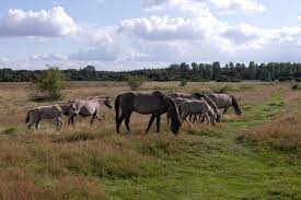 Listen to tarpane | soundcloud is an audio platform that lets you listen to what you love and share the sounds you create. Datei Haselunne Tarpane Jpg Wikipedia