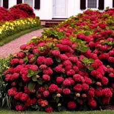 Image result for Hydrangea